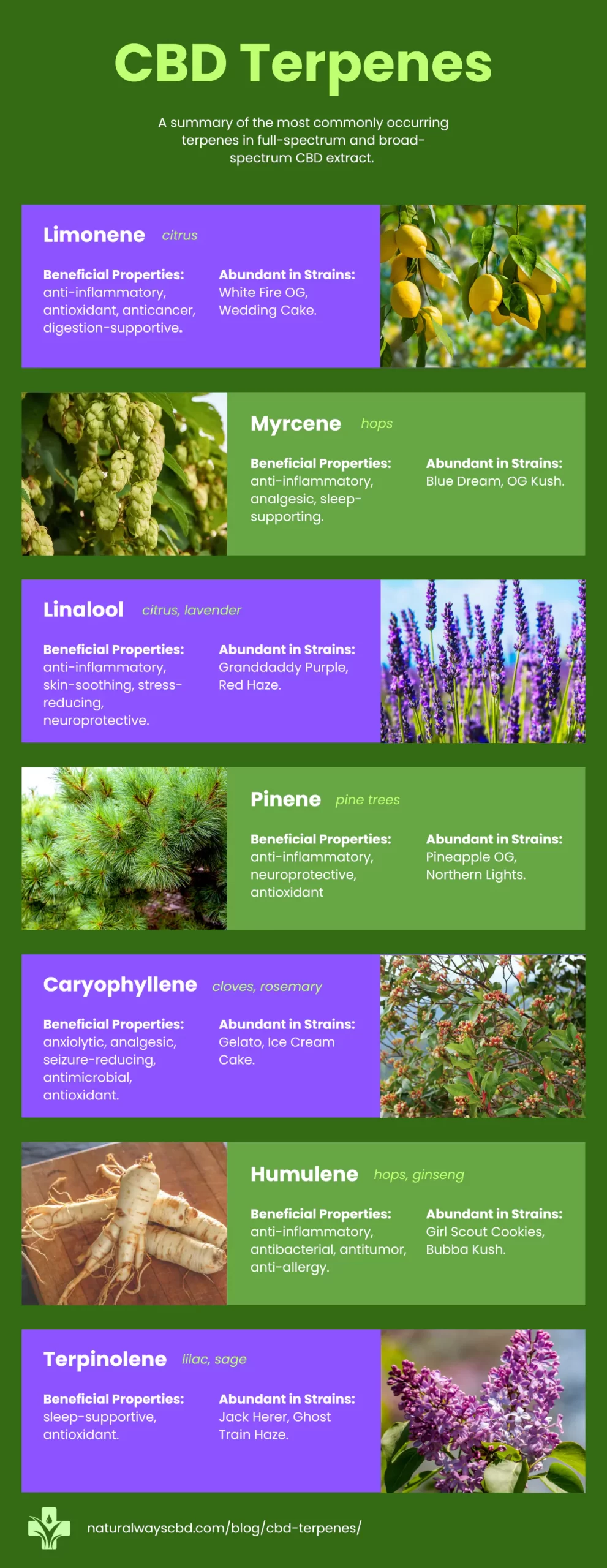 CBD terpenes infographic chart