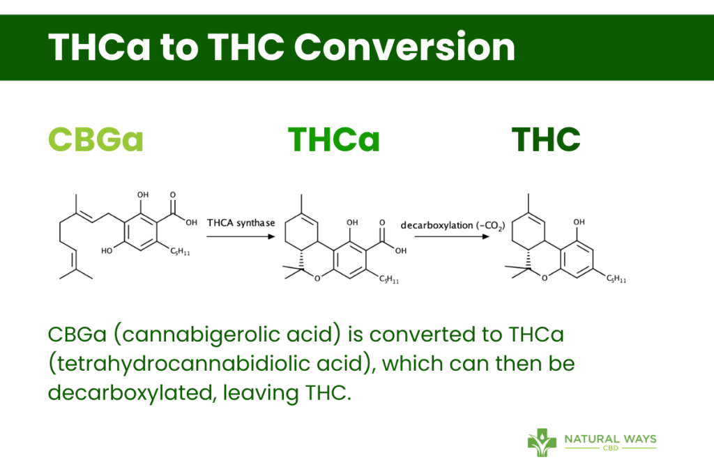 THCa vs THC