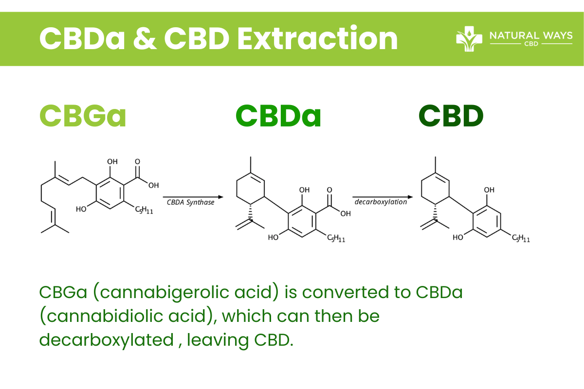 CBDA and CBD extraction process